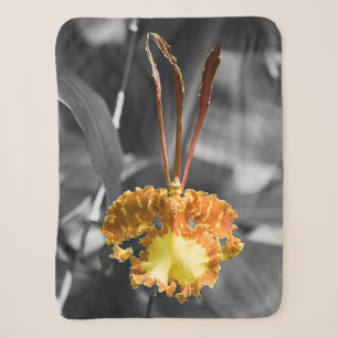 Gelber Schmetterling Orchid-Blume Sherpadecke