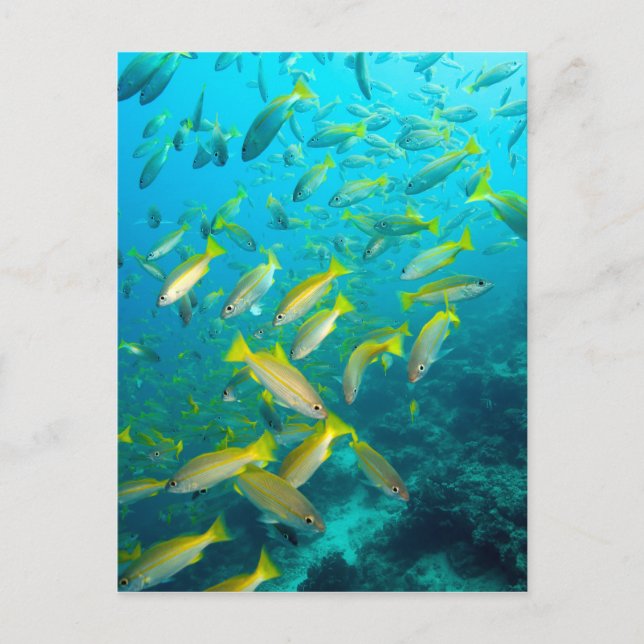Gelber Schnappfisch am Korallenriff Postkarte (Vorderseite)