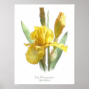 Gelber Schwertlilie-ursprünglicher Kunst-Druck Poster