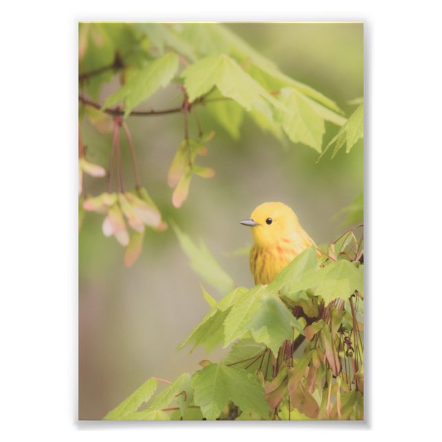 Gelber Sonnenschein - Gelber Warbler-Vogel Fotodruck (Vorne)