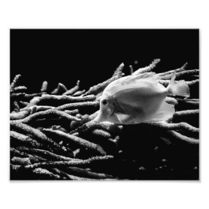 Gelber Tangfisch mit Koralle - Foto drucken