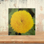 Gelber Teddybär Sonnenblume Fliese<br><div class="desc">Keramik-Fliesen,  die das Foto einer Gelbblütenart mit dem Namen "Teddy Bear" zeigen. Ein schönes,  blumengeschmücktes Design! Wählen Sie Ihre Kachelgröße aus. Eine tolle Küche trivet!</div>