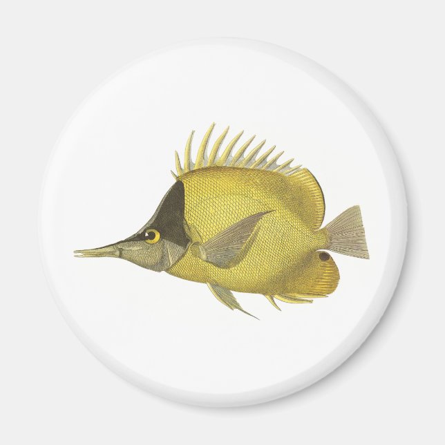 Gelber tropischer Chelmon Longirostris, Vintager F Magnet (Vorne)