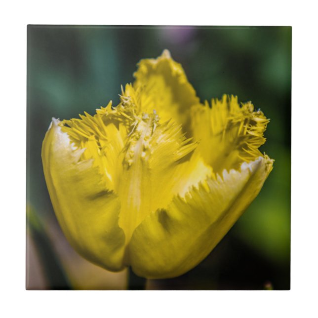 Gelber Tulip Fliese (Vorderseite)