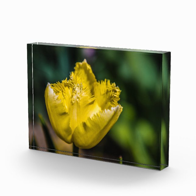 Gelber Tulip Fotoblock (Rechts)