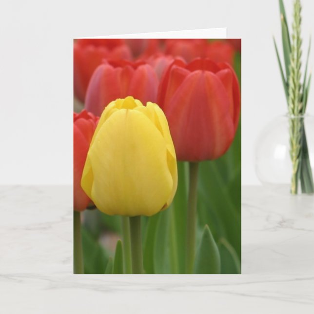 Gelber Tulip Karte (Vorderseite)