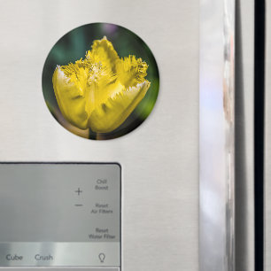 Gelber Tulip Magnet