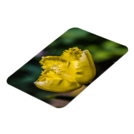 Gelber Tulip Magnet