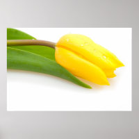Gelber Tulip