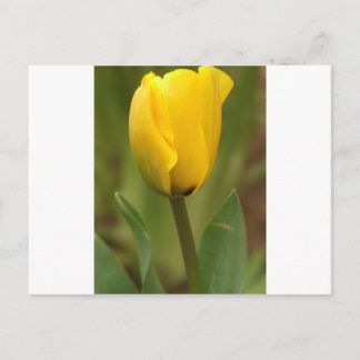 Gelber Tulip Postkarte
