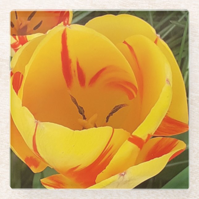Gelber Tulip-Untersetzer Glasuntersetzer (Vorderseite)