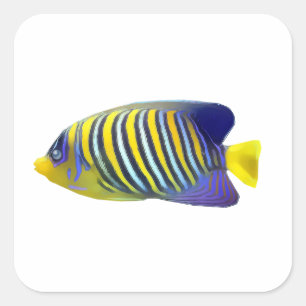 Gelber und blauer Streifen-tropische Fische Quadratischer Aufkleber