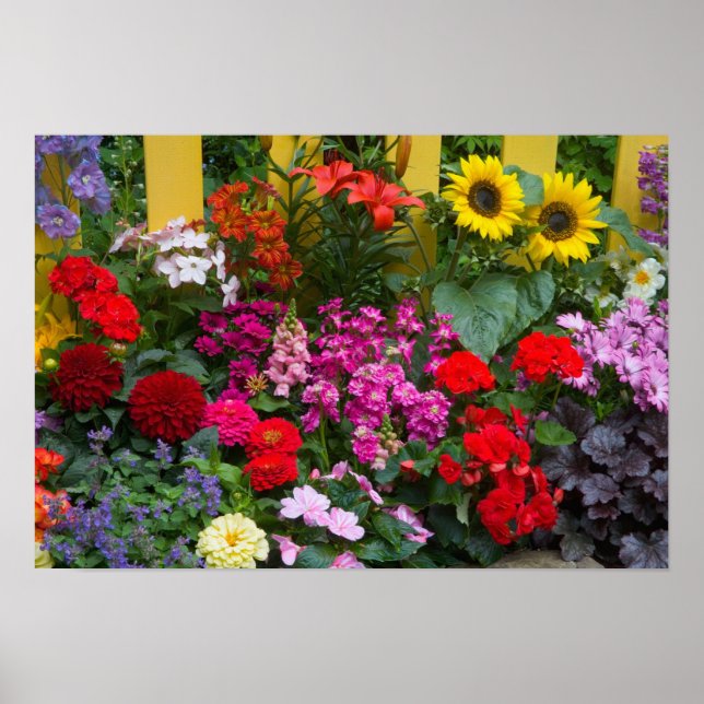 Gelber Zaun mit Blumengarten in Poster (Vorne)