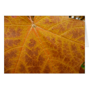 Gelbes Ahornblättern Herbst Abstrakte Natur