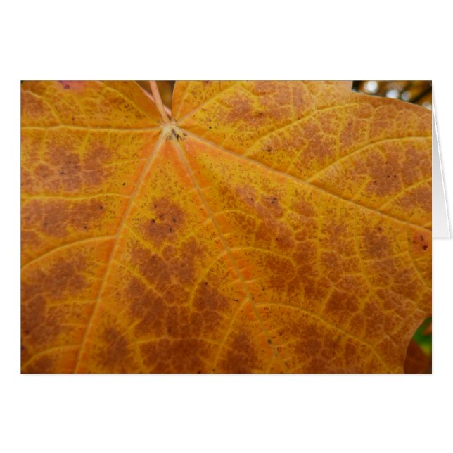 Gelbes Ahornblättern Herbst Abstrakte Natur (Vorderseite (Horizontal))