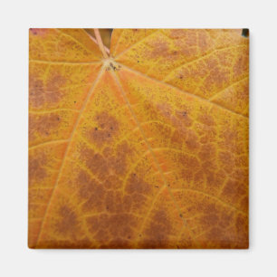 Gelbes Ahornblättern Herbst Abstrakte Natur Magnet