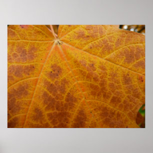 Gelbes Ahornblättern Herbst Abstrakte Natur Poster