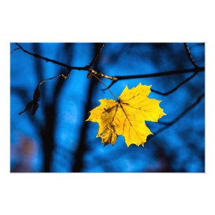 Gelbes Ahornleaf auf blau Fotodruck