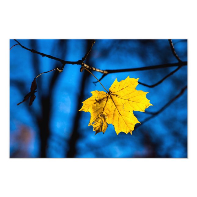 Gelbes Ahornleaf auf blau Fotodruck (Vorne)
