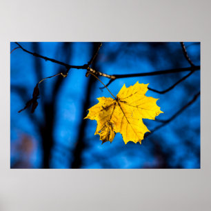 Gelbes Ahornleaf auf blau Poster