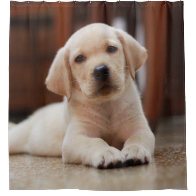 Gelbes Baby-Labrador Welpenhund auf Bauch Duschvorhang (Vorderseite)