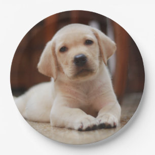 Gelbes Baby-Labrador Welpenhund auf Bauch Pappteller