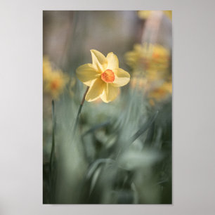 Gelbes Blossom Dinatriumnatur-Foto Poster