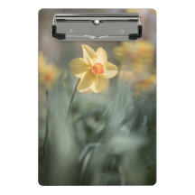 Gelbes Blossom NaturFoto