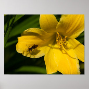 Gelbes Blume-Posterpapier (Matte) Poster