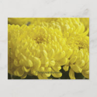 Gelbes Chrysanthemum-Makrofoto