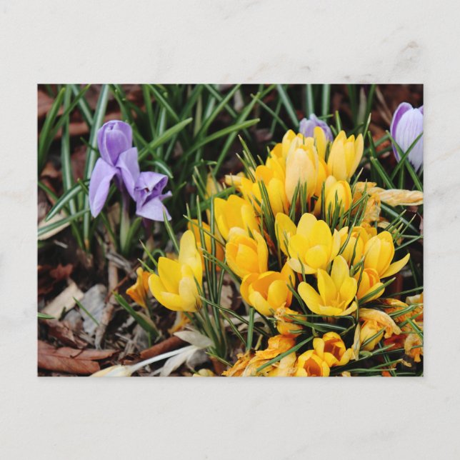 Gelbes Crocus-Foto mit grünem Akzent Postkarte (Vorderseite)