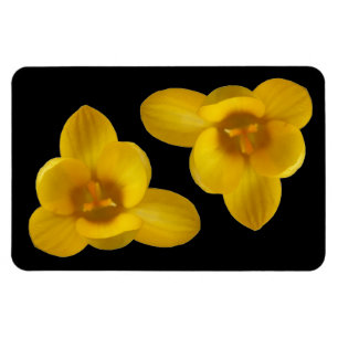 Gelbes Crocus Premium Magnet