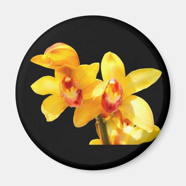 Gelbes Cymbidium Orchid Magnet (Vorne)