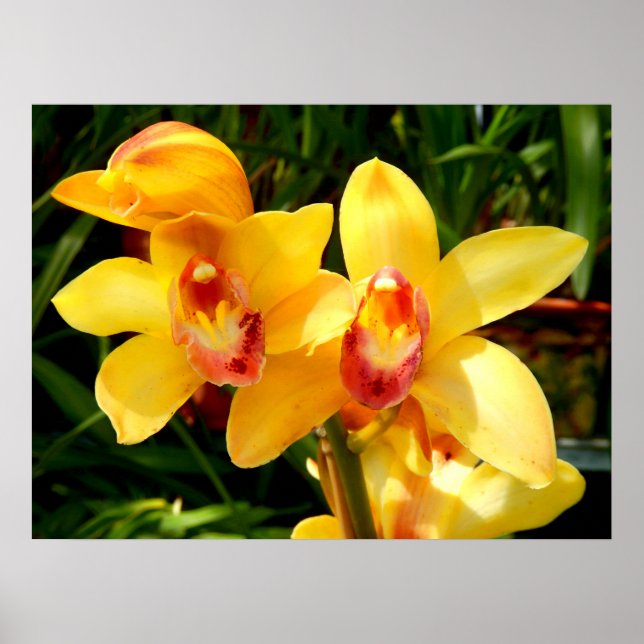 Gelbes Cymbidium Orchid Poster (Vorne)