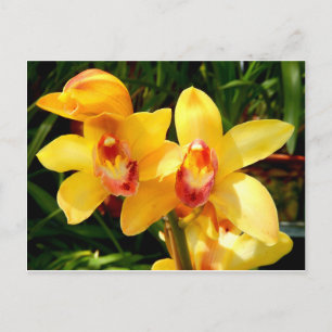 Gelbes Cymbidium Orchideenkarte Postkarte