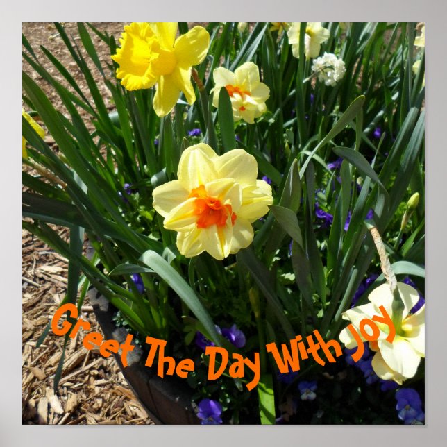 Gelbes Daffodil Poster (Vorne)