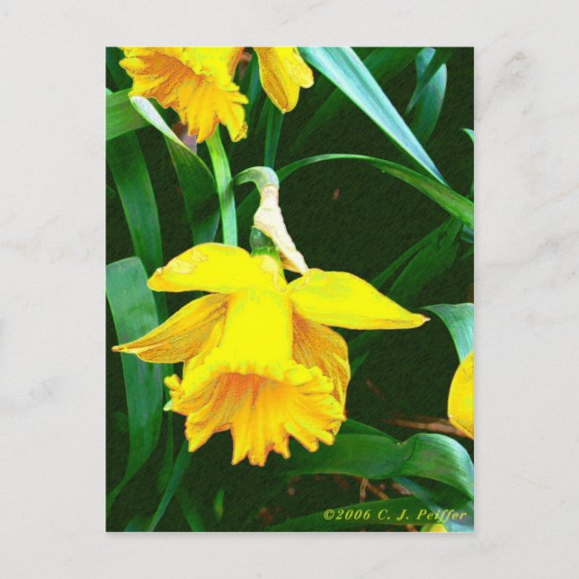 'Gelbes Daffodil' Postkarte (Vorderseite)