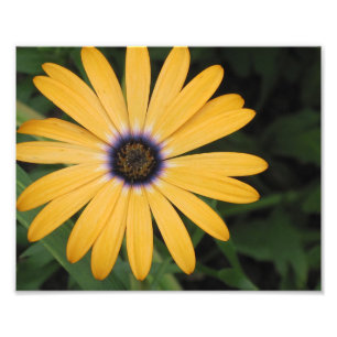 Gelbes Daisy-Foto Fotodruck