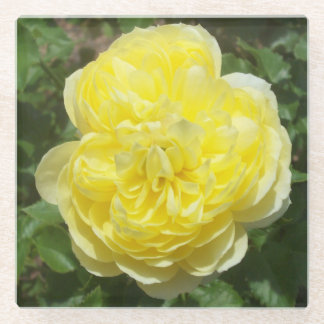 Gelbes Englisch Rose Foto Square Glass Untersetzer