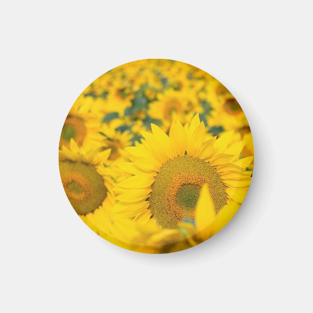 Gelbes Feld von Sonnenblumen Fotografie Magnet (Vorne)