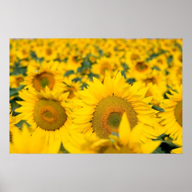 Gelbes Feld von Sonnenblumen Fotografie Poster (Vorne)