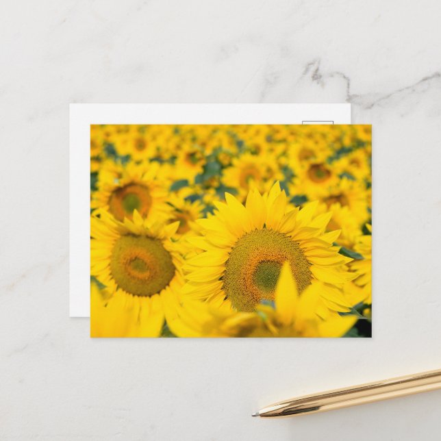 Gelbes Feld von Sonnenblumen Fotografie Postkarte (Vorderseite/Rückseite Beispiel)