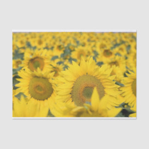 Gelbes Feld von Sonnenblumen Fotografie Seidenpapier