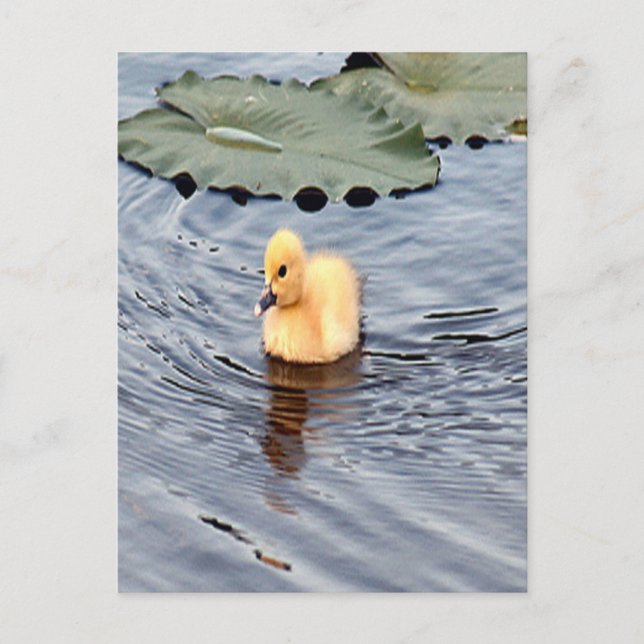 Gelbes Foto Postkarte (Vorderseite)