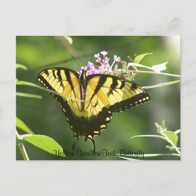 Gelbes Frack Butterfly Postkarte (Vorderseite)