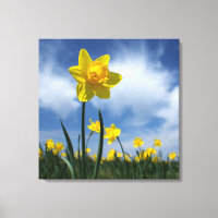 Gelbes Geruchsfeld auf blauem Himmel 24x24