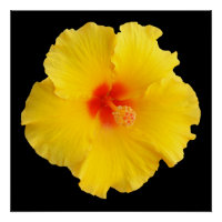 Gelbes Hibiskus Blume Foto