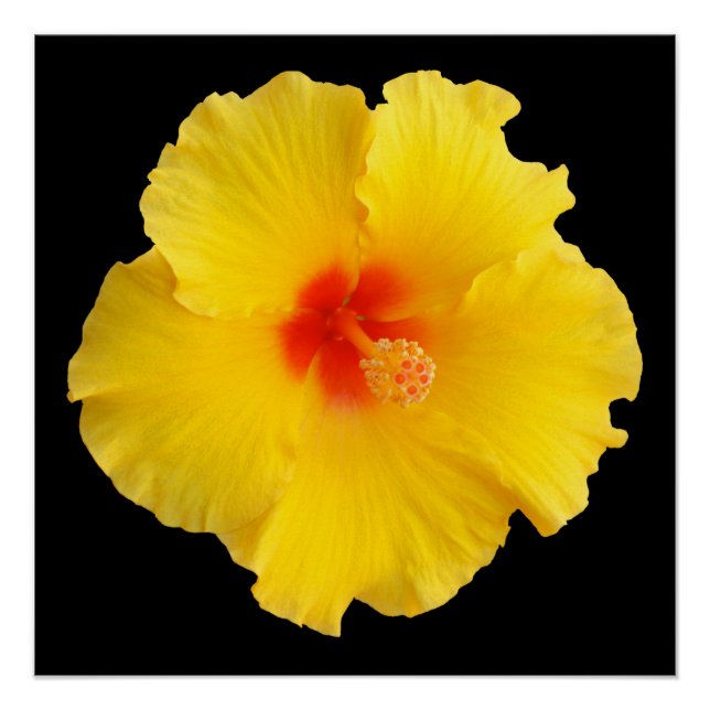 Gelbes Hibiskus Blume Foto Poster (Vorderseite)