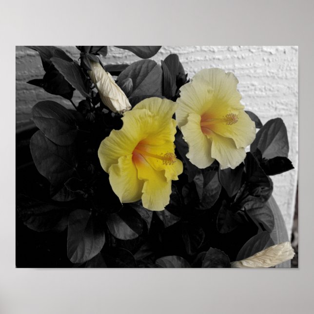 Gelbes Hibiskus-Foto Poster (Vorne)
