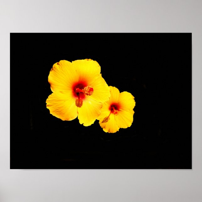 Gelbes Hibiskus Poster (Vorne)